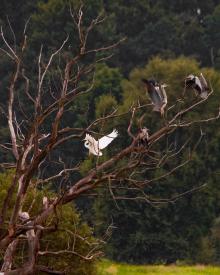 LANDSCHAFTSSCHUTZPARKS