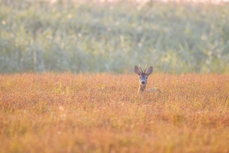 Ogłoszenie o wszczęciu postępowania na sprzedaż polowań w sezonie łowieckim 2026/2027
